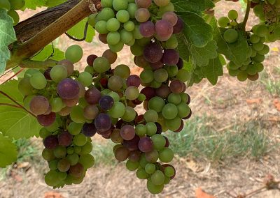 Grapes Undergoing Veraison-oregon-winemaker-tours
